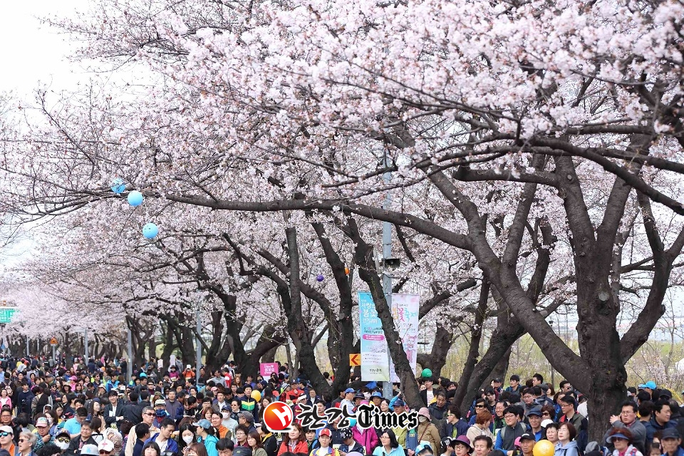 오는 4월7일 여의도 봄꽃축제가 드디어 개막한다.