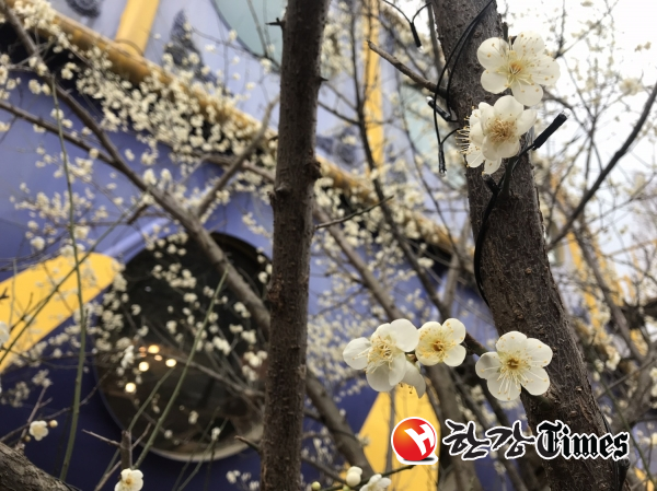 2019년 봄을 알리는 매화가 광주시 삼각동 인근 도로가에서 꽃을 피웠다.