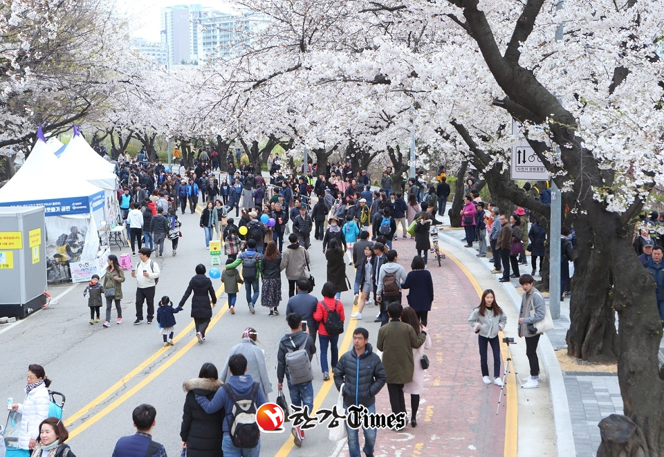 여의도 봄꽃축제가 오는 4월5일 개막한다.