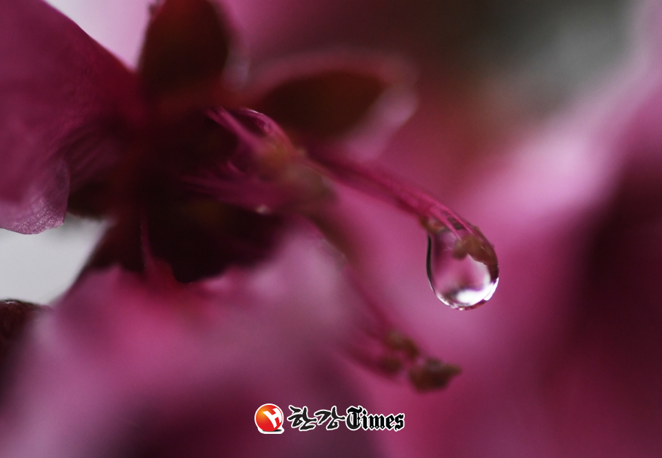경남 남해군 설천면 인근에서 반가운 봄비가 내리고 있는 가운데 활짝 꽃망울을 터뜨린 복사꽃에 빗방울이 맺혀 있다. 사진=뉴시스