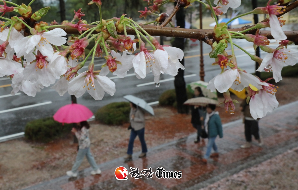 봄비가 내린 5일 오전 서울 노원구 육군사관학교를 찾은 상춘객들이 벚꽃을 구경하고 있다.