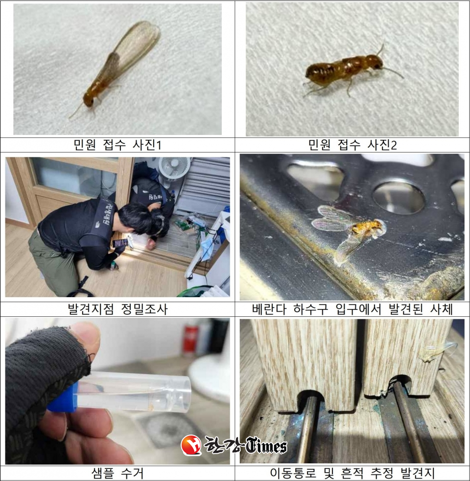 환경부와 국립생태원의 외래흰개미류에 대한 민원 접수, 현장 조사 및 조치 사진 (사진=환경부)