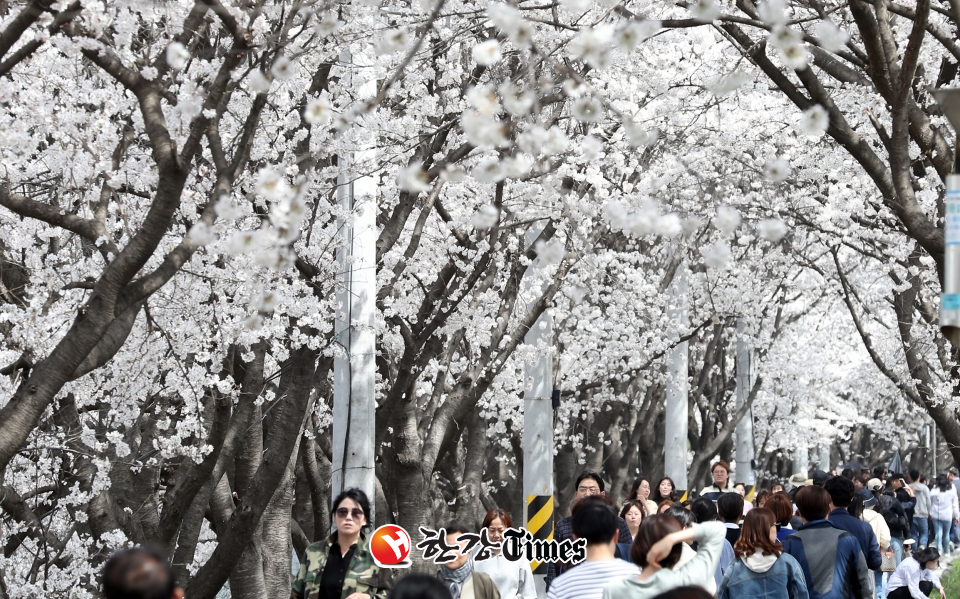 지난 3월 30일 세종시 조치원읍 조천변에서 시민들이 만개한 벚꽃을 보며 포근한 봄날씨를 즐기고 있다. (사진=뉴시스)