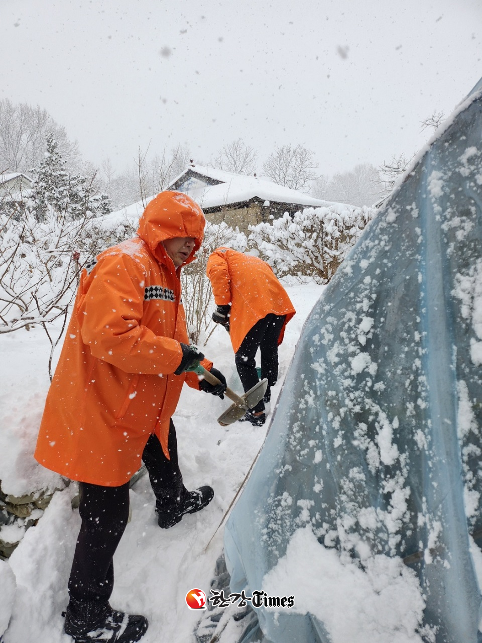 전북소방본부 직원들이 전북 군산시 회현동의 한 비닐하우스에서 폭설로 인해 쌓인 눈을 치우고 있다. (전북소방본부 제공)