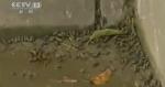 중국 두꺼비 떼 출몰..대재앙 시작되나! 지진공포 확산