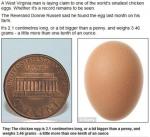 동전 크기 달걀...2.1㎝, 3.46g "잡을 수 있을까?"
