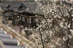 궁궐·왕릉·유적지의 봄꽃 개화 소식