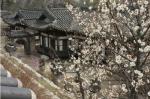 창덕궁 낙선재의 아름다운 뒤뜰 '봄 향기'