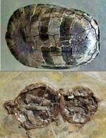 9000만 년 전 거북화석 ‘사막 한 가운데서 발견?’
