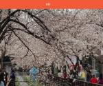 진해 군항제, 36만그루 왕벚나무 '봄이면 벚꽃 천국'
