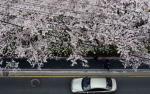‘물오른 봄꽃 축제’ 주말·휴일 전국 고속도로 혼잡 예상