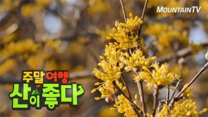 봄꽃 트레킹 코스 ‘지리산 둘레길', 만개한 산수유 군락 '최고 장관'