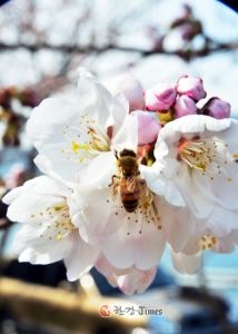 서울 벚꽃 4월 13일 절정.. 여의도 봄꽃축제 방문자 전국 1위