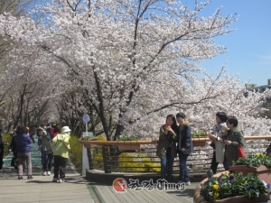 강남구, 민·관협업 ‘양재천 벚꽃축제’ 개막