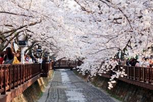 ‘국내 최대 벚꽃 왕국’ 진해 군항제 31일 개막식