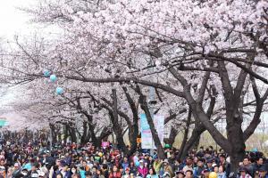 영등포구, 올해 ‘여의도 봄꽃축제’ 4월5일~11일 개최