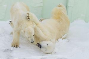 러시아 북극곰 비상사태.. 먹이 찾아 거리 활보·건물 침입