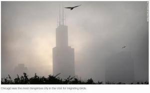 美 매년 6억 마리 새 고층빌딩에 부딪쳐 죽는다