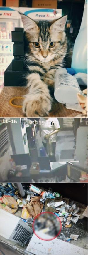 PC방 알바생, 키우던 고양이 학대 후 살해...CCTV 범행 장면 포착