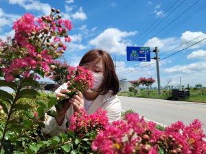 남원시, 국도 17호선 붉게 물들인 배롱나무 꽃 '장관'