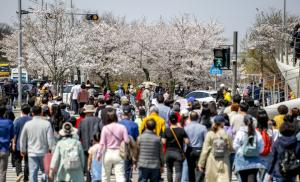 ‘여의도 봄꽃축제’ 방문객 350만명 예상... ‘28일부터 교통통제’
